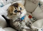 Tootsie kitten 3 - Scottish Fold Kitten For Sale - Las Vegas, NV, US