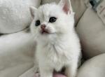 Lolas kitten 6 - Scottish Straight Kitten For Sale - Las Vegas, NV, US