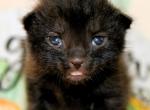 Andy and Dandy - Bombay Kitten For Sale - Kansas City, MO, US