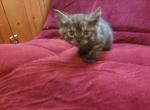 Volk - Domestic Kitten For Sale - Marlboro, CT, US