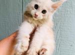 Pure Main Coon silver red - Maine Coon Kitten For Sale - FL, US