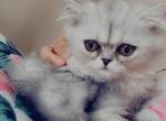 4 month old Persian girl - Persian Kitten For Sale - Virginia Beach, VA, US