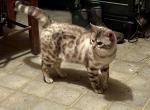 Felicia - Bengal Kitten For Sale - 