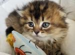 Tootsie kitten 2 - Scottish Fold Kitten For Sale - Las Vegas, NV, US