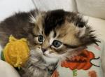 Tootsie kitten 6 - Scottish Fold Kitten For Sale - Las Vegas, NV, US