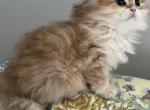 British Longhair Golden Chinchilla - British Shorthair Kitten For Sale - Gurnee, IL, US