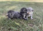 Stellas Litter - Maine Coon Kitten For Sale - Bluffton, IN, US