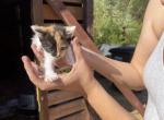 Luna's Litter - Domestic Kitten For Sale - Temecula, CA, US