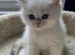 British Shorthair White - British Shorthair Kitten For Sale - Gurnee, IL, US