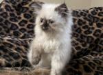 Beautiful Himalayan kittens - Himalayan Kitten For Sale - Butler, PA, US