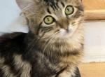 Kate - American Curl Cat For Sale - Newark, NJ, US