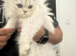 Nimbus - Domestic Kitten For Adoption - Hoschton, GA, US