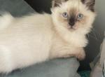 Seal point male - Ragdoll Kitten For Sale - 