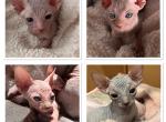 Sphinx - Sphynx Cat For Sale - Sacramento, CA, US