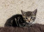 Bella - Manx Kitten For Sale - Westfield, MA, US