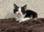 Luna - American Shorthair Kitten For Sale - 