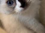 Oreo - Ragdoll Kitten For Sale - 