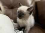 Sheba - Siamese Kitten For Sale - WI, US