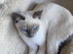 Luna - Siamese Kitten For Sale - 