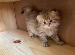 Golden Chinchilla kitten - Scottish Fold Kitten For Sale - Sequim, WA, US