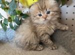 Sequim Ginger - Scottish Fold Kitten For Sale - 