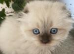 Sequim Mario - Scottish Fold Kitten For Sale - 