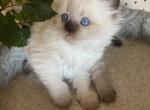 Perla litter - Scottish Straight Kitten For Sale - Sequim, WA, US