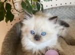 Sequim Luigi - Scottish Straight Kitten For Sale - Sequim, WA, US