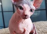 Fall - Sphynx Kitten For Sale - Union City, NJ, US