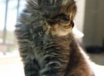 Lemon - Siberian Kitten For Sale - 