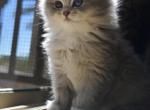 Channel - Siberian Kitten For Sale - San Jose, CA, US