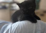 Luna - British Shorthair Kitten For Sale - 