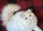 Doll faced Babies - Persian Kitten For Sale - Annapolis, MD, US