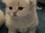 Gold rare cool - British Shorthair Kitten For Sale - 