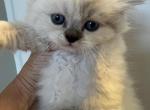 Ragdoll Bicolor - Ragdoll Kitten For Sale - Gurnee, IL, US