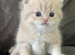 LuxuryKittyLove - British Shorthair Kitten For Sale - Des Moines, WA, US