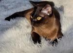 Xana - European Burmese Cat For Sale/Retired Breeding - Kunkletown, PA, US