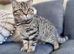 Scottish Straight in Tabby - Scottish Straight Kitten For Sale - Woodland Park, CO, US