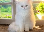 Pascal - Persian Kitten For Sale - 