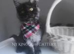 Black smoke female - Maine Coon Kitten For Sale - NY, US