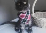 Black smoke female - Maine Coon Kitten For Sale - NY, US