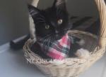 Black and white female - Maine Coon Kitten For Sale - 