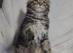 Male Maine coon Ready now - Maine Coon Kitten For Sale - 