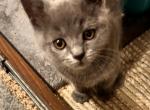 Mary Jane - British Shorthair Kitten For Sale - Derry, NH, US