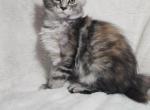 Poly female torbie - Maine Coon Kitten For Sale - Brookville, OH, US