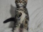 Maine Coon male - Maine Coon Kitten For Sale - Brookville, OH, US