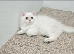 Male kitten - British Shorthair Kitten For Sale - Helotes, TX, US