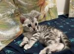 So Cal Exotic Bengals - Bengal Kitten For Sale - Lake Elsinore, CA, US