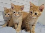 Triplets - Domestic Kitten For Sale - 