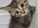 Zuza - Domestic Kitten For Sale - 